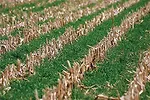 cereal_rye_in_corn (1).jpg