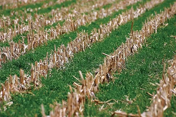 cereal_rye_in_corn (1).jpg
