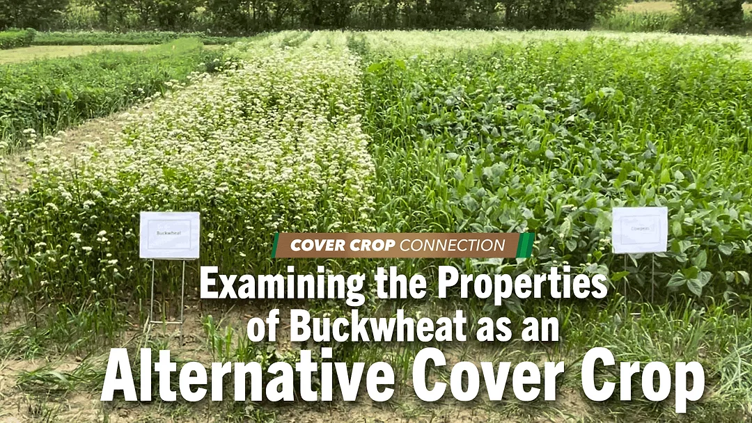 Examining-Alternative-Cover-Crops.png
