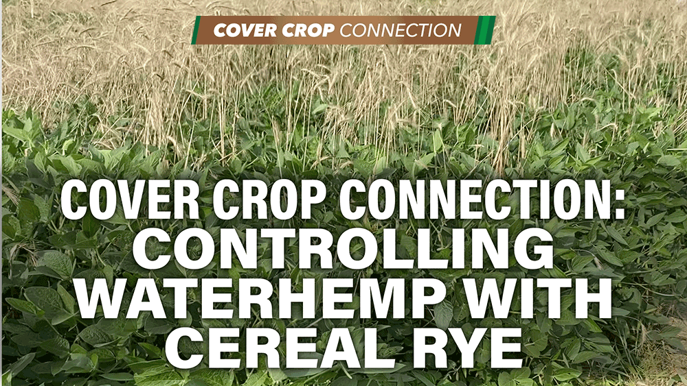 Controlling-Waterhemp-with-Cereal-Rye.png