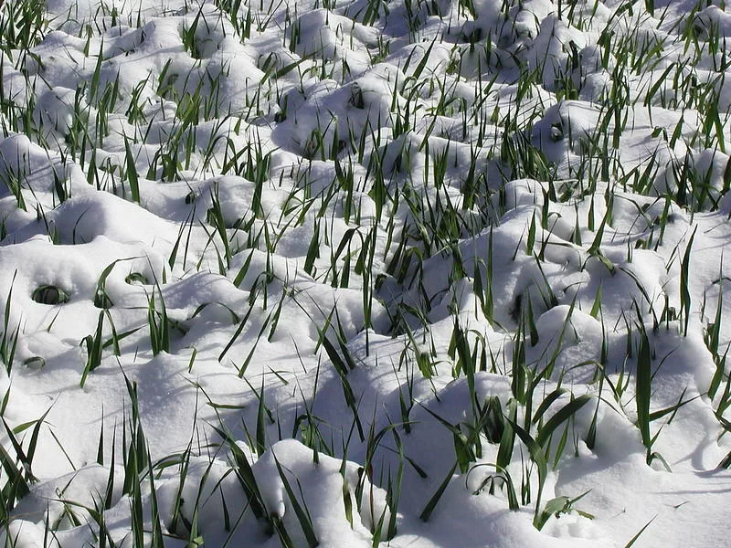 winter cereal.jpg