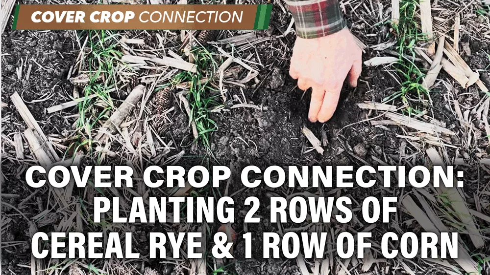 Planting-2-Rows-of-Cereal-Rye-&-1-Row-of-Corn.png