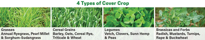 4-types-of-cover-crops