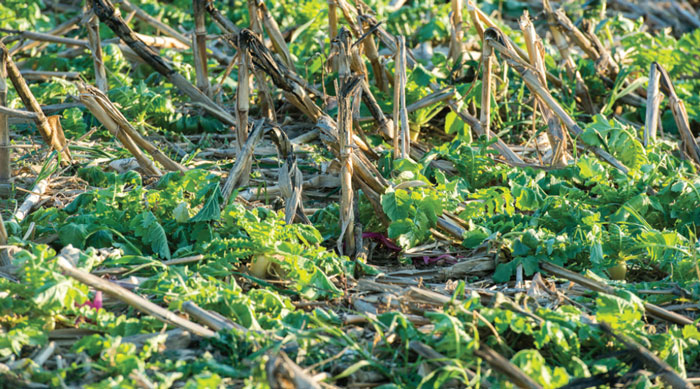 Winter-killed-Cover-Crops