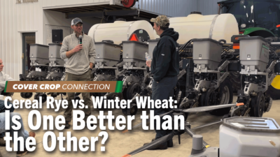 Cereal Rye vs. Winter Wheat: Is One Better than the Other?