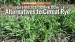 Hairy-Vetch,-Triticale-&-Other-Alternatives-to-Cereal-Rye.png