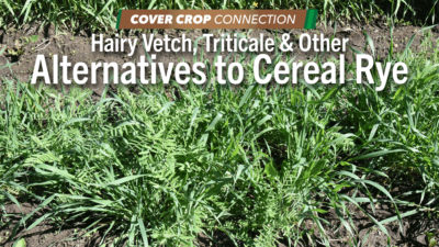 Hairy Vetch, Triticale & Other Alternatives to Cereal Rye