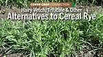 Hairy-Vetch,-Triticale-&-Other-Alternatives-to-Cereal-Rye.png