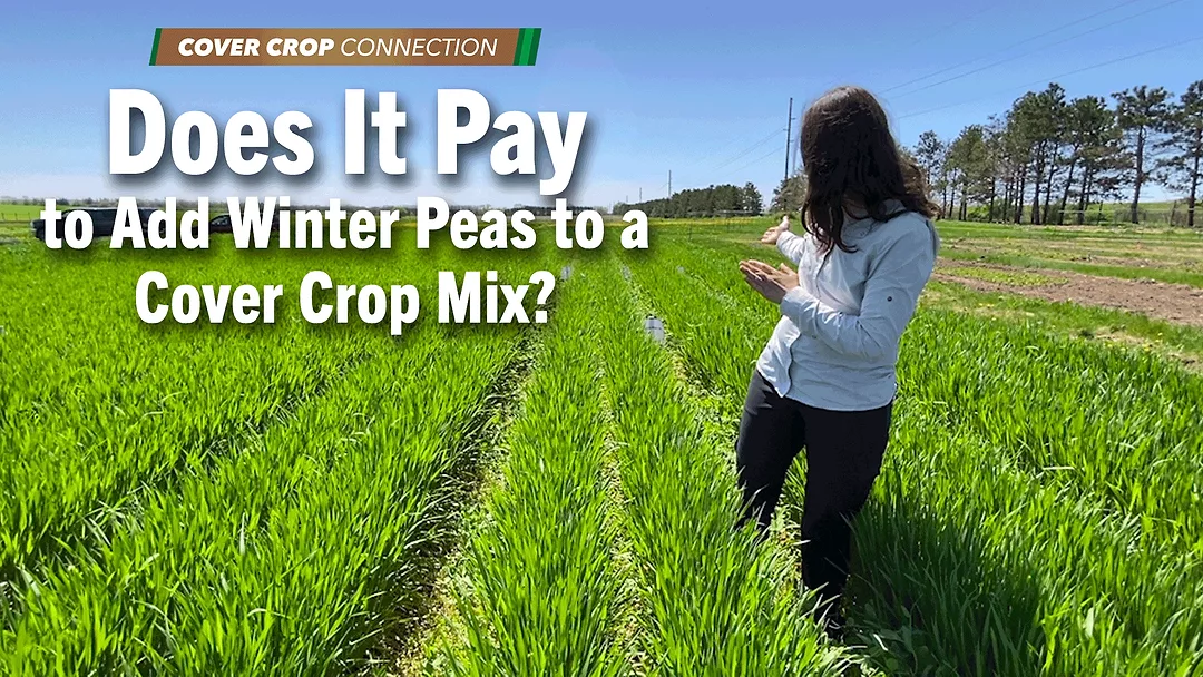Does-It-Pay-to-Add-Winter-Peas-to-a-Cover-Crop-Mix-.png