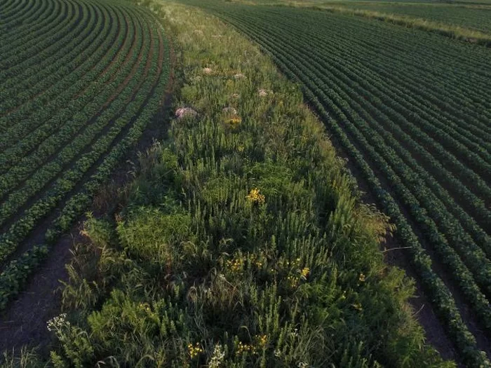 tama_county_ls_de_kok-mercado-675x506.jpg