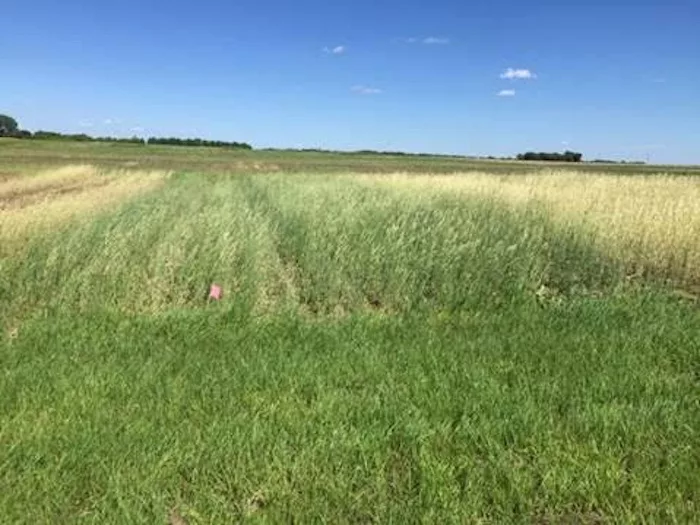 rye_plot_usda.jpg
