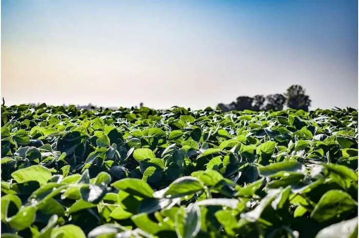 soybean-crops.jpg