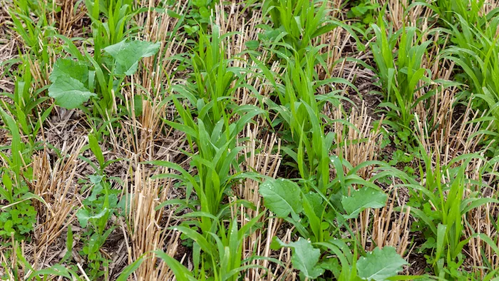 cover-crops-radish-wheat.png