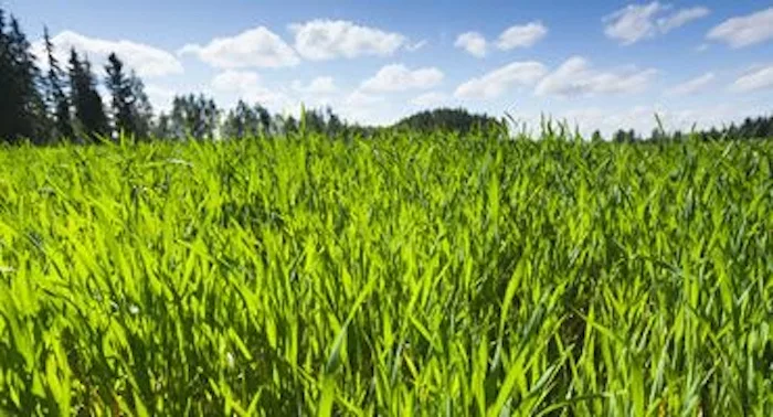 cover-crop-gettyimages-eugenesergeev3-370-200-p-L-97.jpg