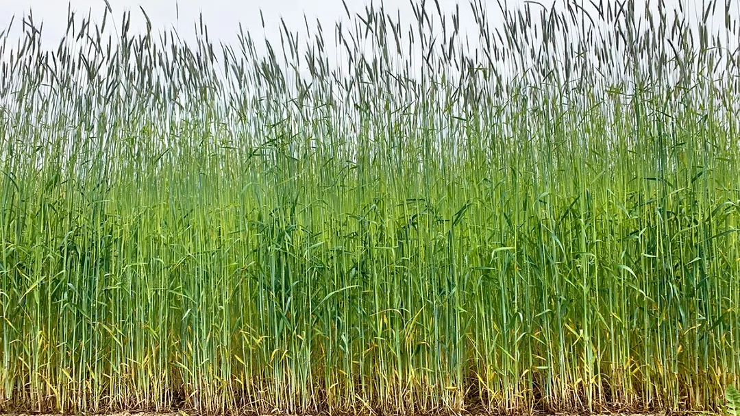 Cereal Rye