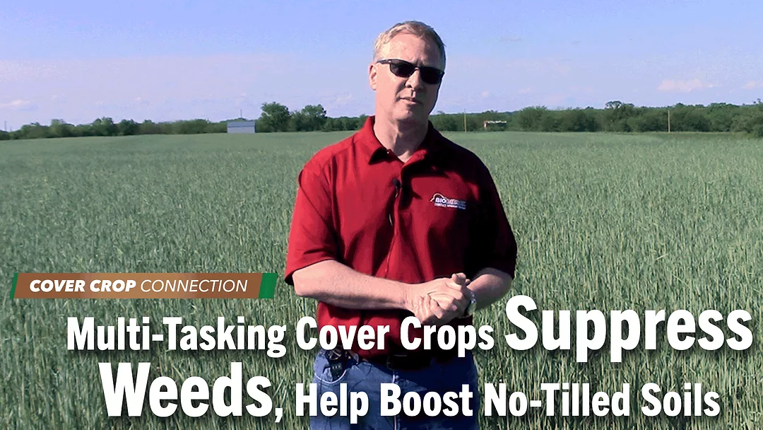 Multi-Tasking-Cover-Crops-Suppress-Weeds,-Help-Boost-No-Tilled-Soils.png