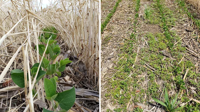 2025-08-01-pigweed-cover-crops-hero.png