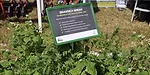 brassica-break.jpg