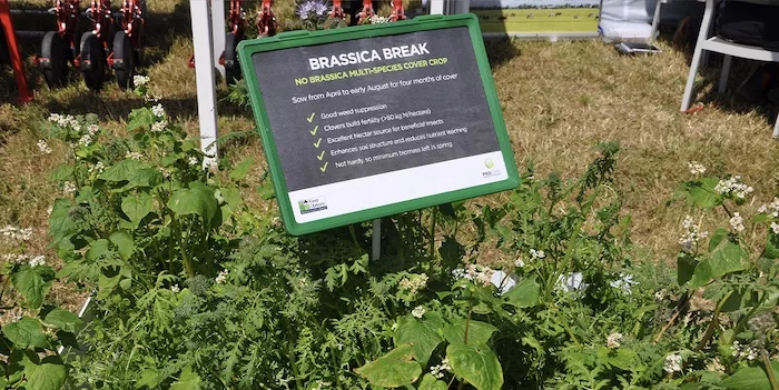 brassica-break.jpg