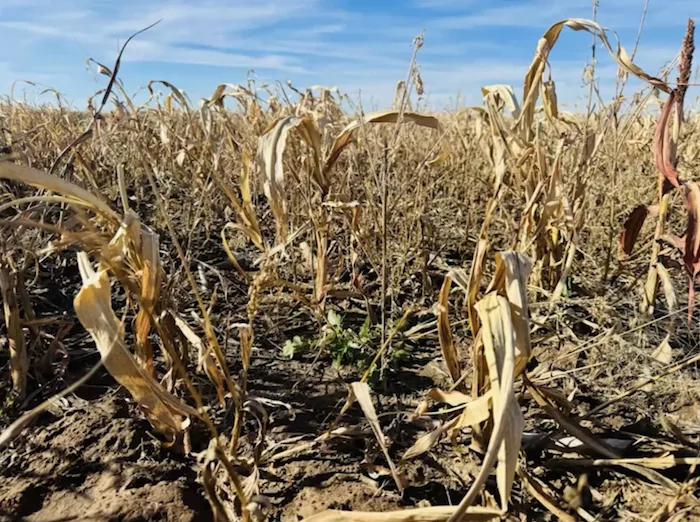 Dryland Cover Cropping.png