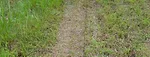 cover-crop-event-uw-extension.jpg