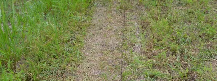 cover-crop-event-uw-extension.jpg