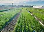 The University’s Experiment Station on-field and high tunnel cover crop research is conducted at the Valley Road Field Lab led by Associate Professor Juan Solomon. Photo by Akwasi Opoku..png