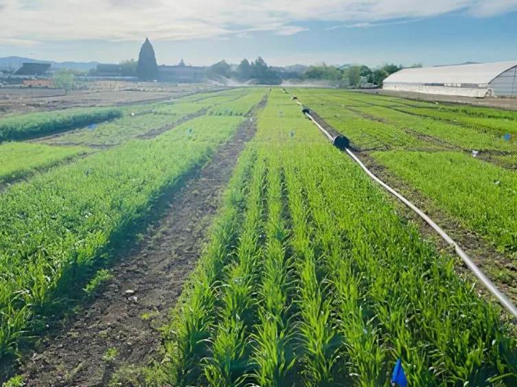 The University’s Experiment Station on-field and high tunnel cover crop research is conducted at the Valley Road Field Lab led by Associate Professor Juan Solomon. Photo by Akwasi Opoku..png