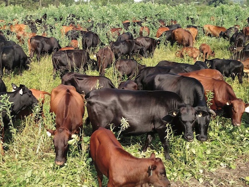 grazing-termination.jpg