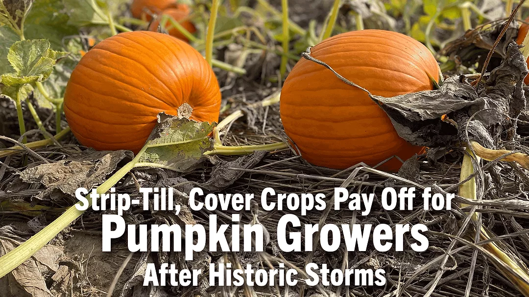 Strip-Till,-Cover-Crops-Pay-Off-for-Pumpkin-Growers-After-Historic-Storms.png