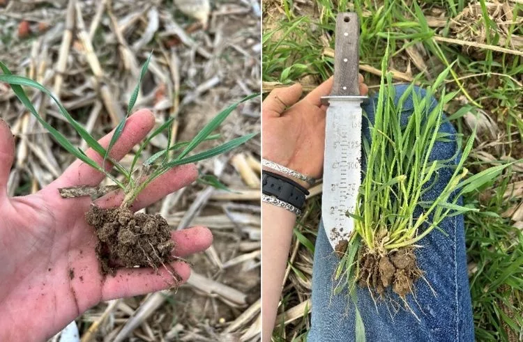 cereal-rye-washtnaw-county.jpeg