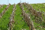 cover-crop-no-till-ISU.png