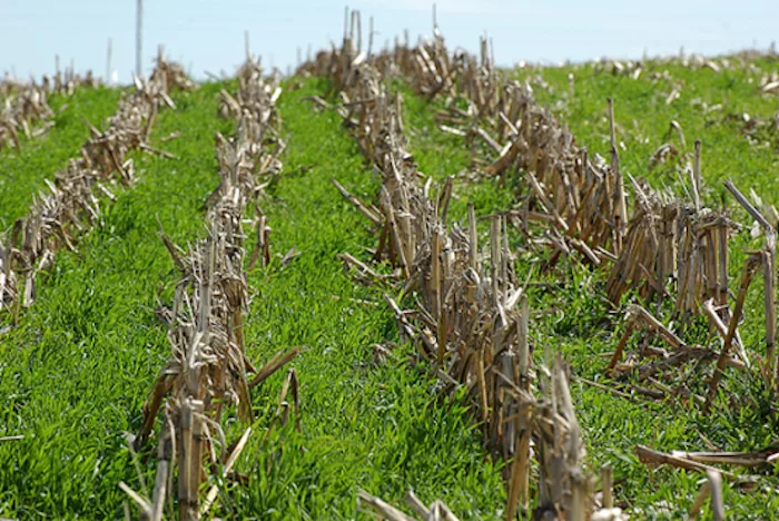 cover-crop-no-till-ISU.png