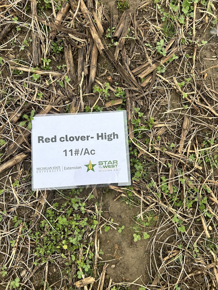 red clover fall growth MSUE.jpg