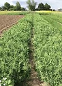 spring-cover-crop-trial.png