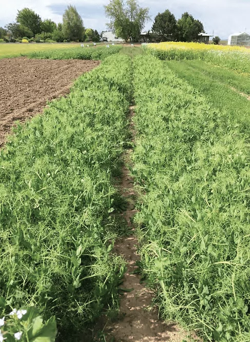 spring-cover-crop-trial.png