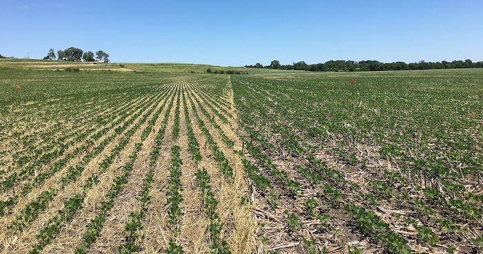 cover-crop-strip-700.jpg