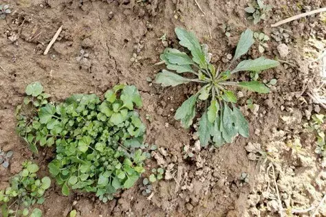 PennState Weeds.webp