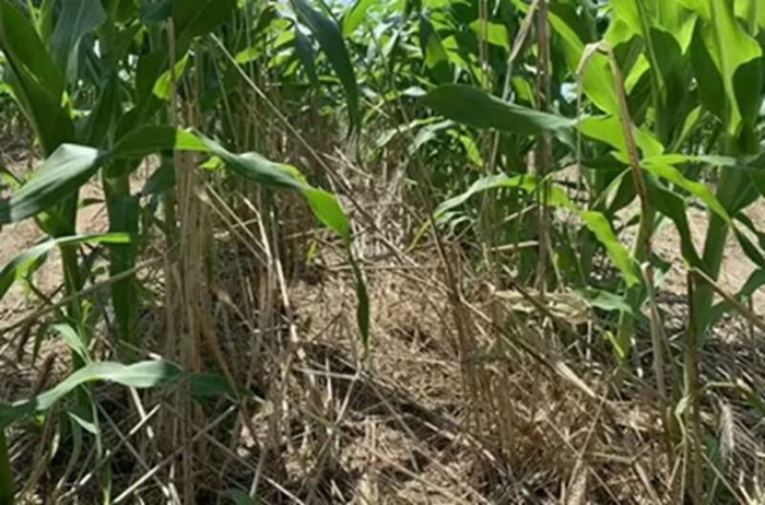 cover-crop-practices.jpeg