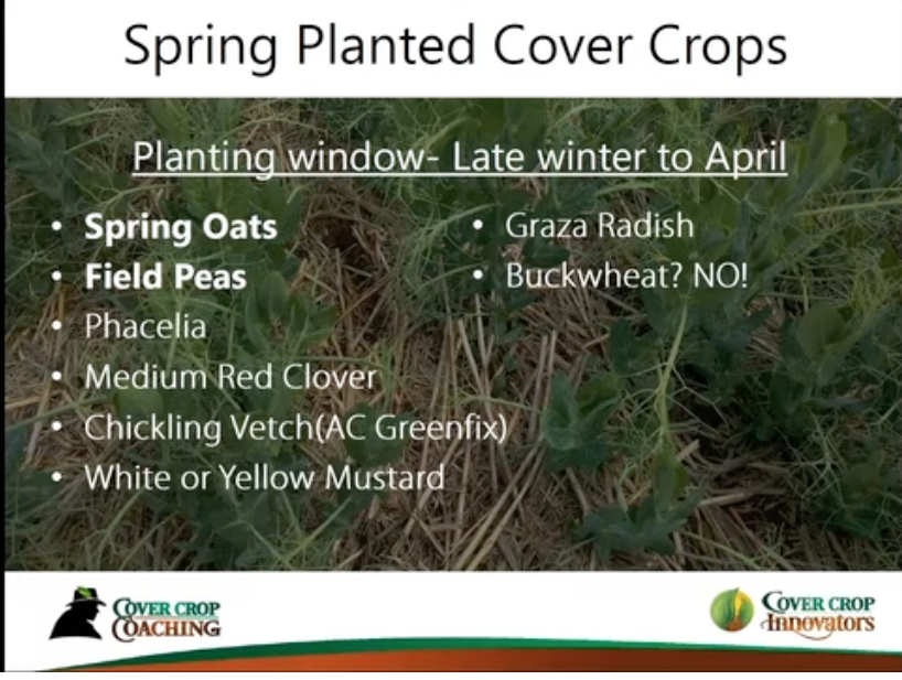 [Podcast] Best Cover Crops for Spring