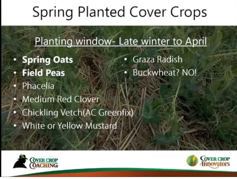 Best Cover Crops for Spring.png