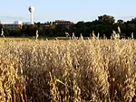 Oats-MAES-SPcampus-harvest.jpg