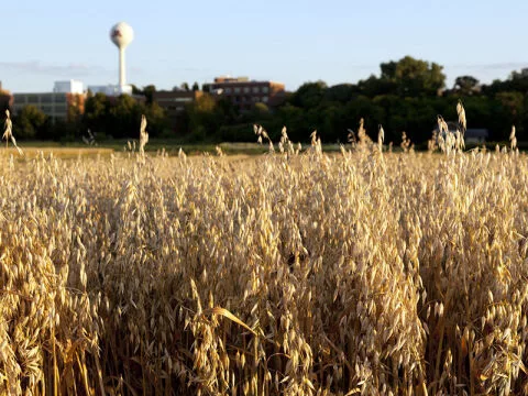 Oats-MAES-SPcampus-harvest.jpg