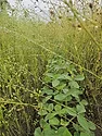epub_soybeans-growing-in-camelina_1080x1080.jpg