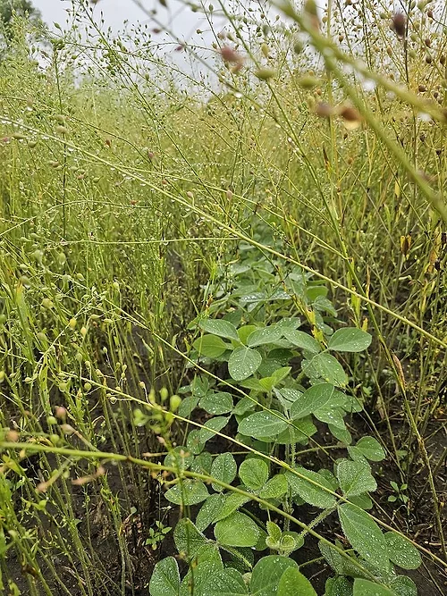 epub_soybeans-growing-in-camelina_1080x1080.jpg