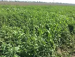 Palmer-in-sorghum-field-by-Vipan-Kumar-1024x768.jpg