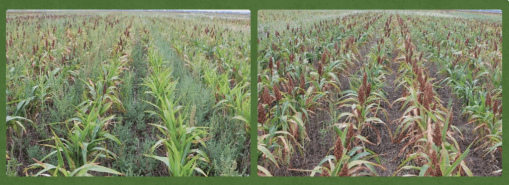 Weed-emergence-before-and-after-cover-crops