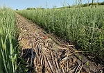 What-Ive-Learned-from-No-Tilling-Joe-Breker-3.jpg