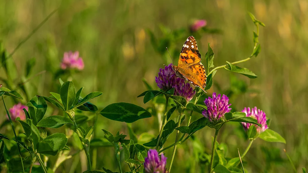 butterfly-painted-lady-red-clover-field-shutterstock.jpg