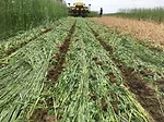 Planting green in cc